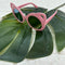 OCCHIALI MONNALISA 997036 7082 0095 MONNALISA 